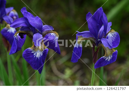 Iris flowers blooming in the garden of the house 126421797