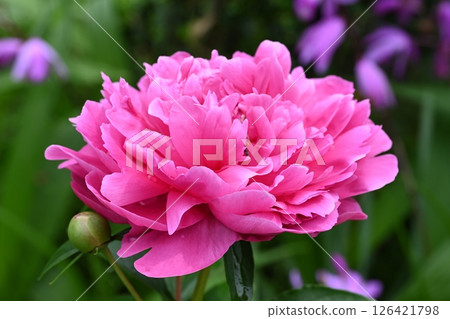 Red peony flowers blooming in the garden 126421798