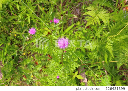 Wild thistle flower 126421899