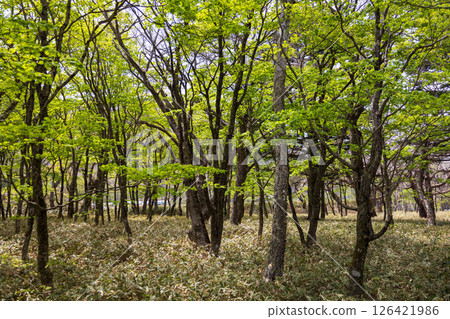 赤城山初夏：角萬淵週邊的森林 126421986