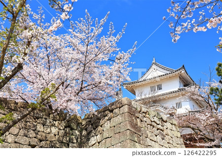 [Kagawa Prefecture] Marugame Castle in spring when cherry blossoms bloom (existing castle tower and stone wall famous castle) 126422295