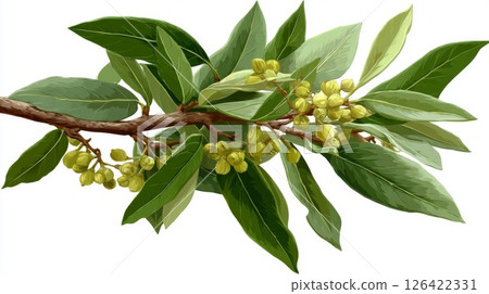 Green Bay Leaf Branch with Yellow Flowers Closeup 126422331
