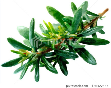 Green Rosemary Sprig on White Background Green Rosemary Sprig on White Background 126422363