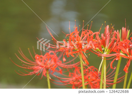 Red spider lilies blooming by the water Red spider lilies blooming by the water 126422686