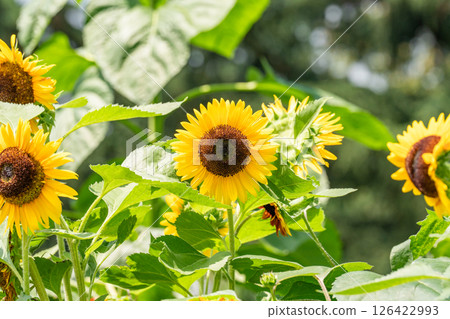 Sunflowers bathed in the midsummer sunshine Sunflowers bathed in the midsummer sunshine 126422993