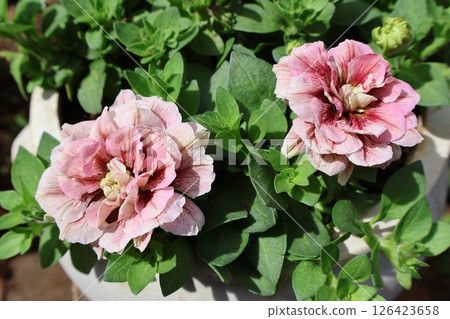 Chic colored double-flowered petunia petals 126423658