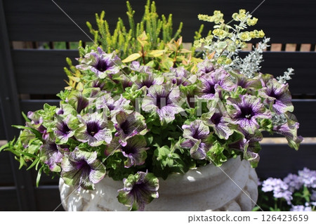 Petunia Amazonas planting 126423659