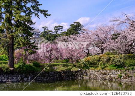 Cherry blossoms in full bloom and the beautiful castle tower 126423783