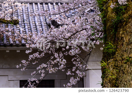 Tiled roofs and cherry blossoms in full bloom 126423790
