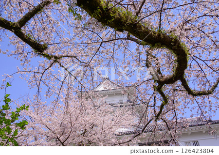 Castle tower surrounded by cherry blossoms Castle tower surrounded by cherry blossoms 126423804