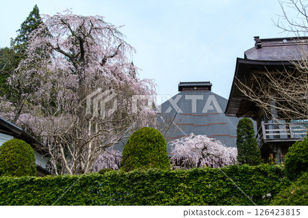 垂枝櫻花和正殿 126423815