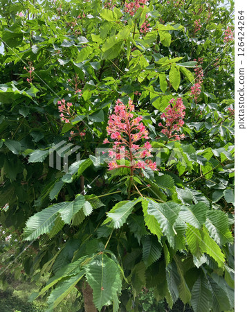 千葉縣酒酒井町的泡桐花 千葉縣酒酒井町的泡桐花 126424264