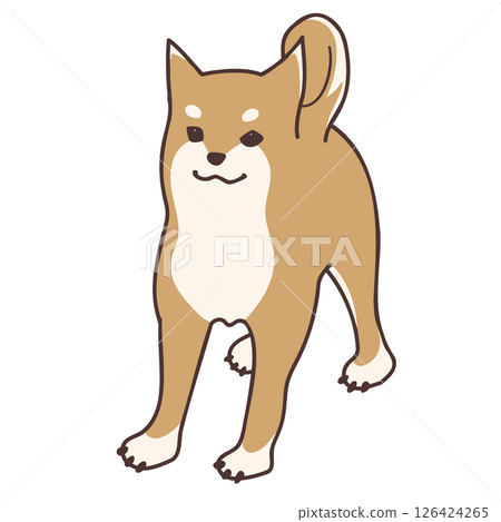 柴犬向左看 柴犬向左看 126424265