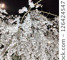 春天夜晚的櫻花燈火通明 126424547