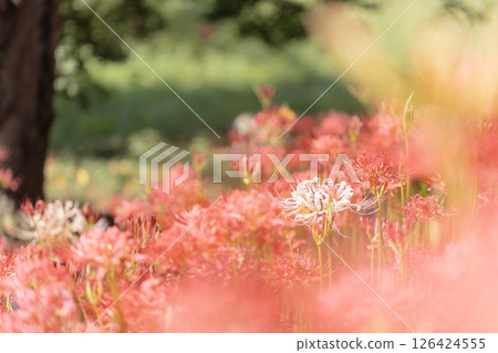 Photo of white cluster amaryllis Photo of white cluster amaryllis 126424555