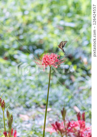 紅蜘蛛百合和燕尾蝶的照片 126424557