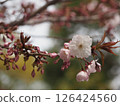 櫻花盛開預示著春天的到來 126424560