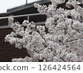Somey Yoshino盛開 126424564