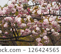 櫻花盛開 126424565
