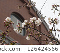 白梅花 126424566