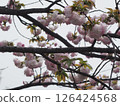 櫻花 126424568