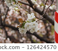 紅傘和櫻花 126424570