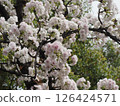 春天在附近的公園裡盛開的櫻花 126424571