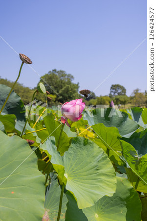 埼玉縣加須市蓮花古村風景 埼玉縣加須市蓮花古村風景 126424577
