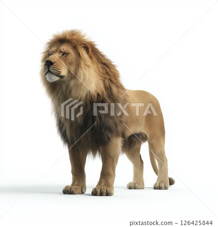 Powerful Majestic Male Lion on White Background Powerful Majestic Male Lion on White Background 126425844