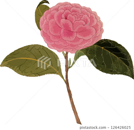 Camellia (Hiroaki) plant sketch material Camellia (Hiroaki) plant sketch material 126426025