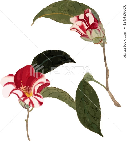 Camellia (Wabisuke) plant sketch material Camellia (Wabisuke) plant sketch material 126426026