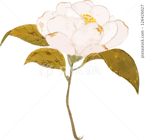 Camellia (Shiunhaku) plant sketch material Camellia (Shiunhaku) plant sketch material 126426027