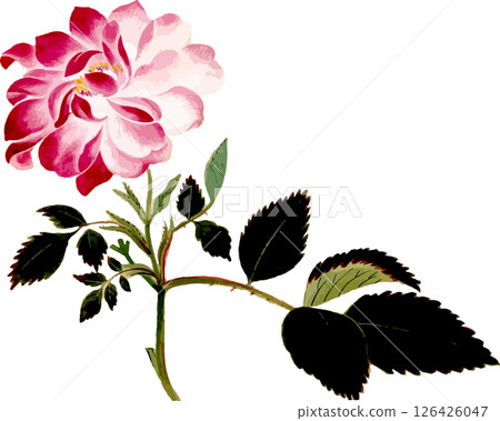 Peony rose plant sketch material 126426047