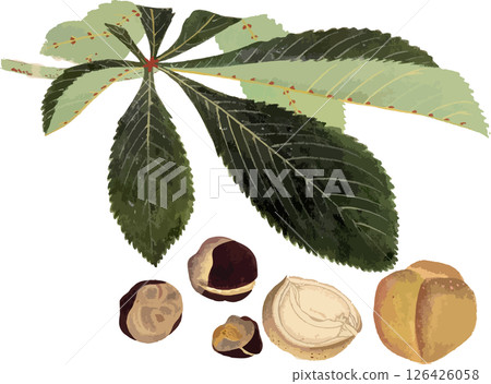 Horse chestnut and fruit plant sketch material 126426058