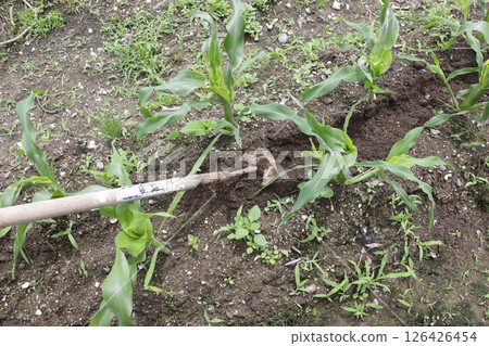 Weeding with a triangular hoe 126426454