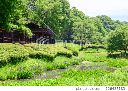 Esashi Fujiwara Village, Spring, Iris and Wisteria, Iwate Prefecture 126427183