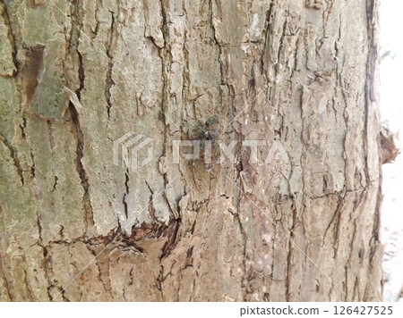 停在樹上的一棵樹 126427525