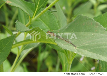A female damselfly resting on a leaf A female damselfly resting on a leaf 126427526