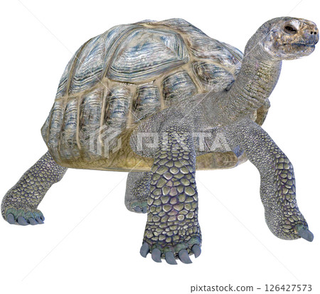 巨龜 126427573