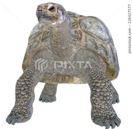 Giant tortoise 126427577