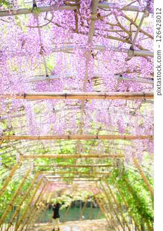A refreshing spring morning: Wisteria tunnel, Iwate Prefecture 126428012