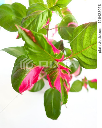 艾瑞辛室內植物 艾瑞辛室內植物 126428058
