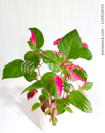 艾瑞辛室內植物 126428059