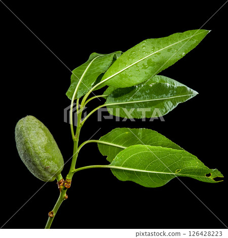 Almond Fruitlet and Leaves Against a Dark Backdrop Almond Fruitlet and Leaves Against a Dark Backdrop 126428223