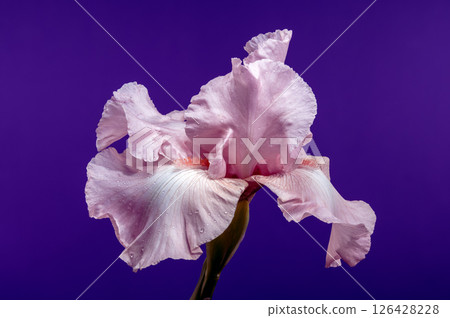 Elegant Pink Iris Flower on a Dark Backdrop 126428228
