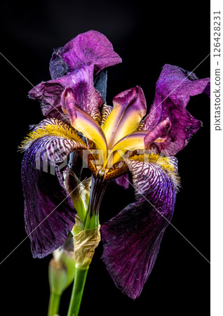 Dramatic Purple and Gold Bearded Iris on Black Background 126428231