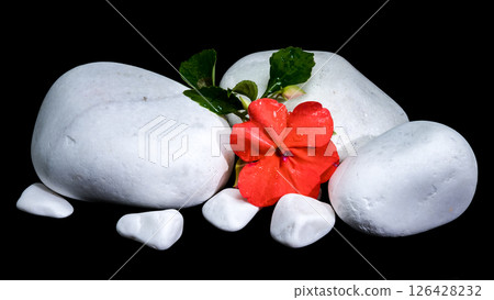 Red Impatiens Flower with White Stones on Black 126428232