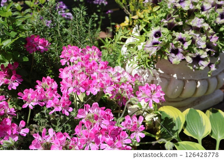 Pot of herb geranium and petunia Pot of herb geranium and petunia 126428778