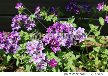Purple flowers of long-flowering Phlox Sugar Star Purple flowers of long-flowering Phlox Sugar Star 126428779
