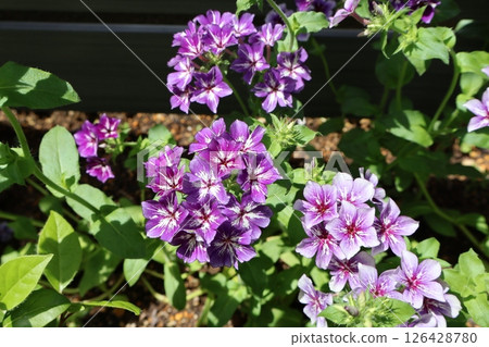Long-flowering purple phlox Long-flowering purple phlox 126428780